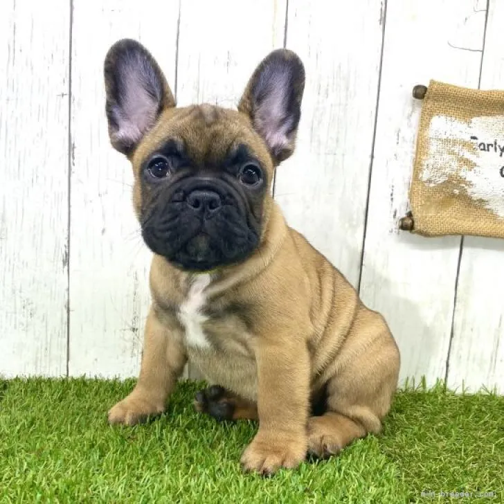 哲学KEEKO 様のお迎えした子犬