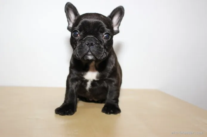 ID:1511-01386の子犬