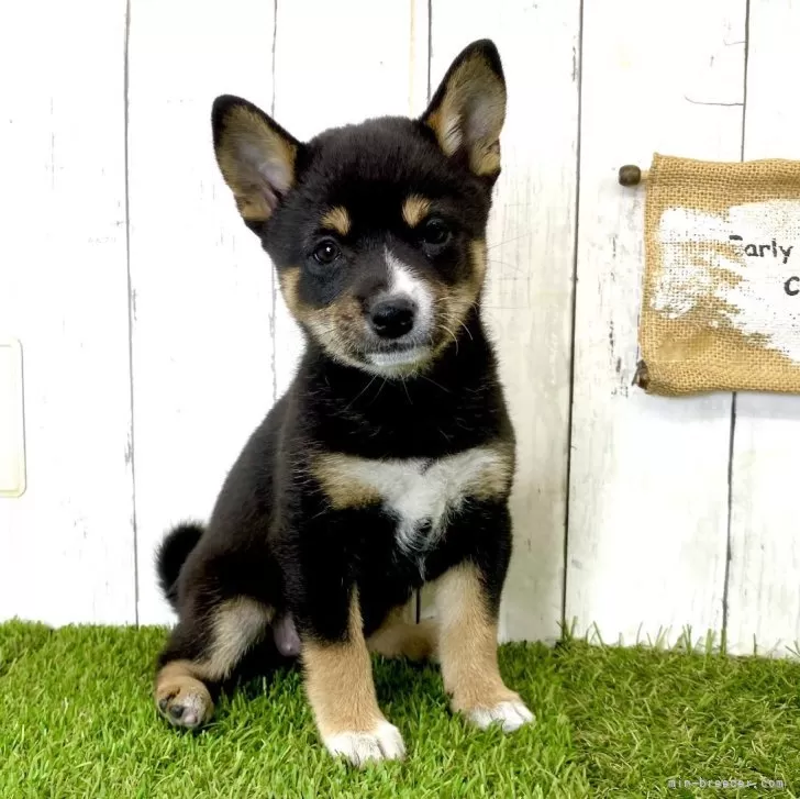 ID:2401-06121の子犬