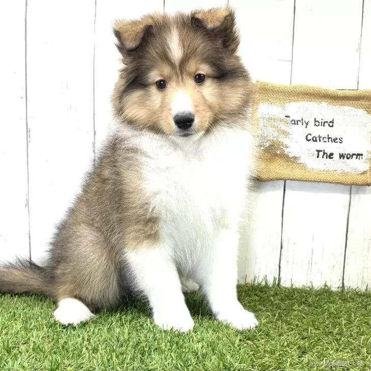 ID:2401-04383の子犬