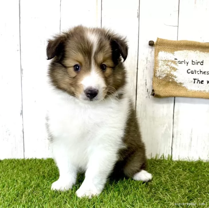 ID:2402-00124の子犬