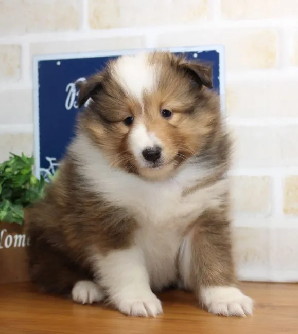 ID：1610-01570の子犬