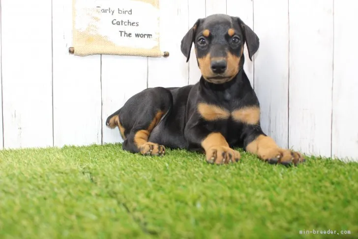 ID:1710-00976の子犬