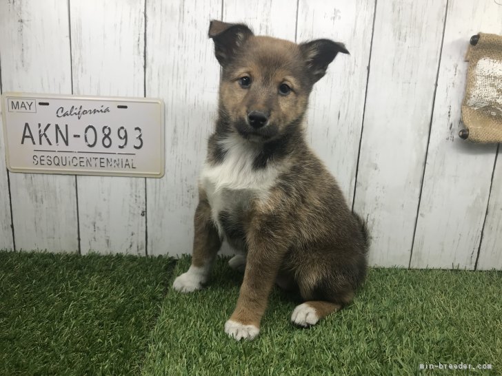 ミックス その他犬種の子犬をお迎えいただいたお客様の声 口コミ 評判 全3 136件中 2 041 2 070件目を表示 みんなのブリーダー みんなのブリーダー ミックス その他犬種の子犬をお迎えいただいたお客様の声 口コミ 評判 全3 136件中 2 041 2 070件目を表示 みんなのブリーダー みんなのブリーダー