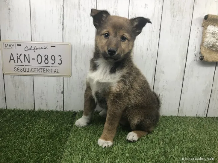 ID:1903-01582の子犬