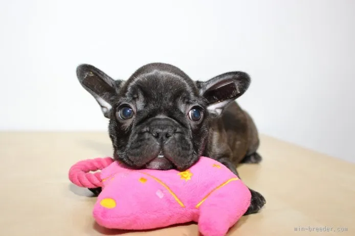 ID:1511-01387の子犬