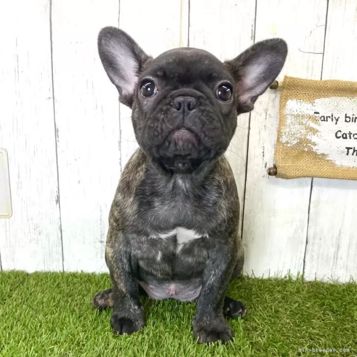 ID：2401-05631の子犬