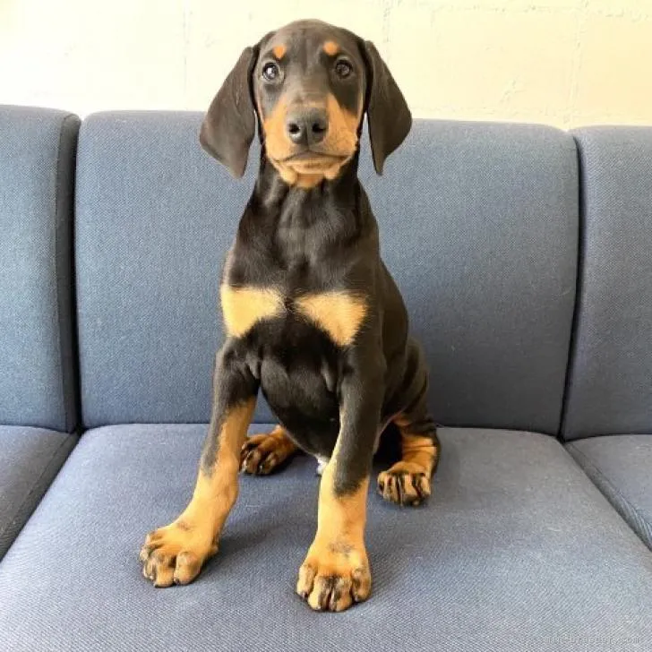 ID:2206-03569の子犬
