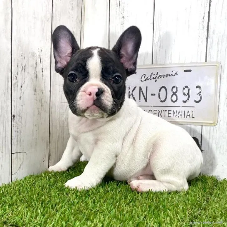 D.M 様のお迎えした子犬