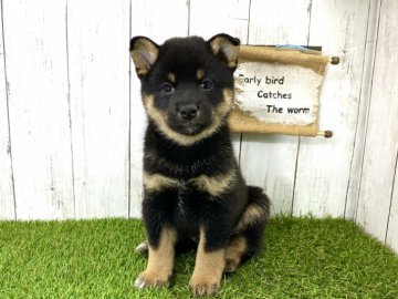 柴犬(標準サイズ)【奈良県・男の子・2021年2月1日・黒】の写真「☆お父さん豆柴認定犬☆甘えたな男の子」