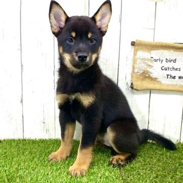 柴犬(豆柴)【奈良県・男の子・2022年7月3日・黒】の写真「☆両親豆柴認定犬☆掲載終了間近♫」