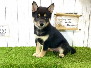 柴犬(豆柴)【奈良県・女の子・2021年7月27日・黒】の写真「☆両親豆柴認定犬☆」