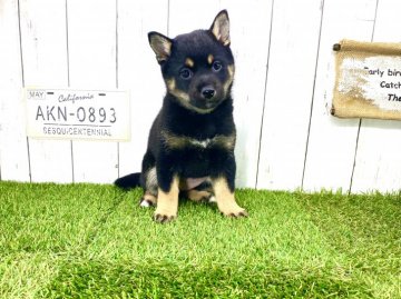 柴犬(豆柴)【奈良県・女の子・2021年1月13日・黒】の写真「☆両親豆柴認定犬☆期間限定お値下げ」