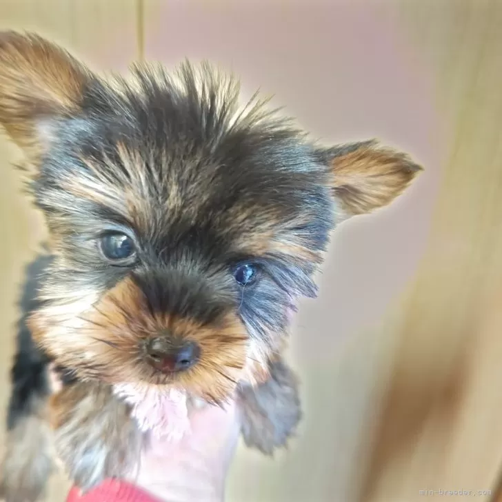 ID:2412-02755の子犬