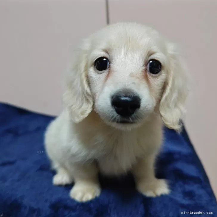 ID:2501-03027の子犬