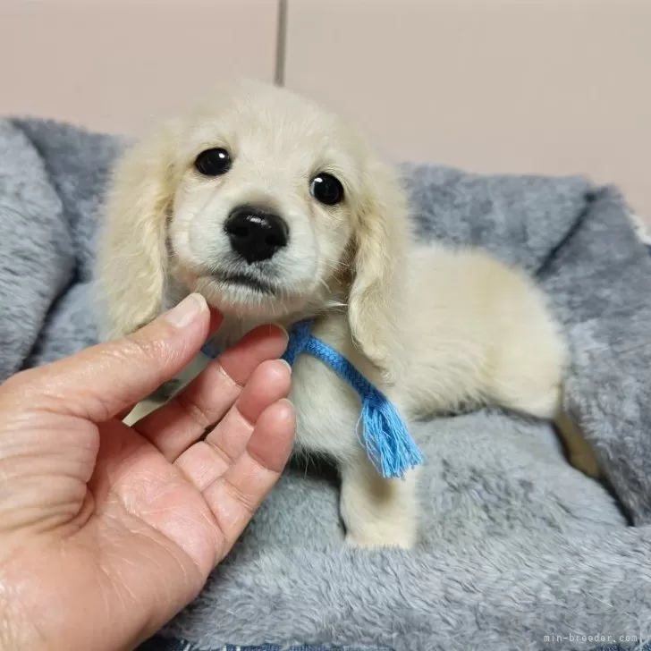 ID:2411-06942の子犬