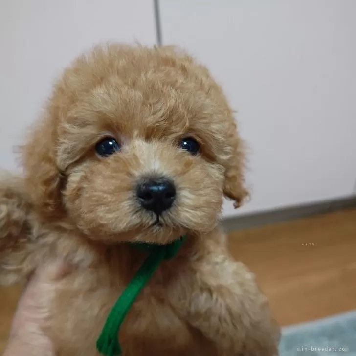 ^_^ 様のお迎えした子犬