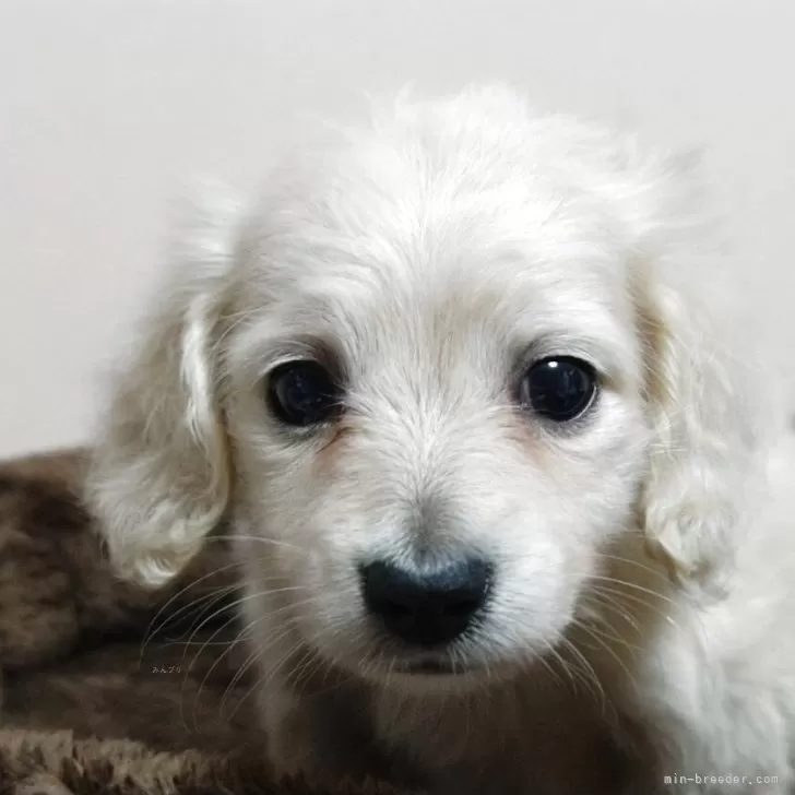 Y.Y 様のお迎えした子犬