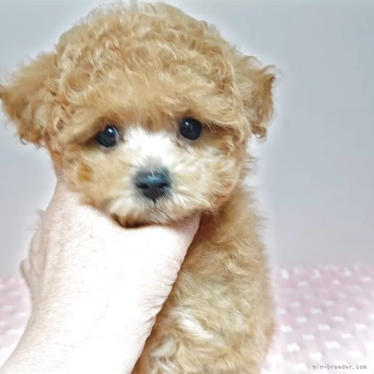 ID：2505-02574の子犬