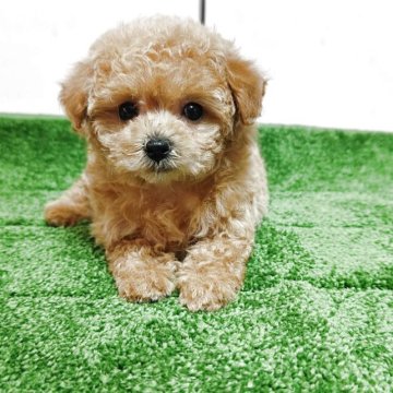 トイプードル(ティーカップ)【広島県・女の子・2025年3月29日・アプリコット】の写真「ちっちゃくてかわいい仔です。」