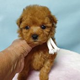 トイプードル(ティーカップ)