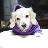 カニンヘンダックスフンド(ロング)