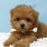 ティーカッププードル