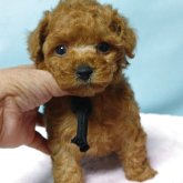 トイプードル(ティーカップ)