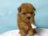 ティーカッププードル【広島県・男の子・2025年10月15日・アプリコット】の写真5