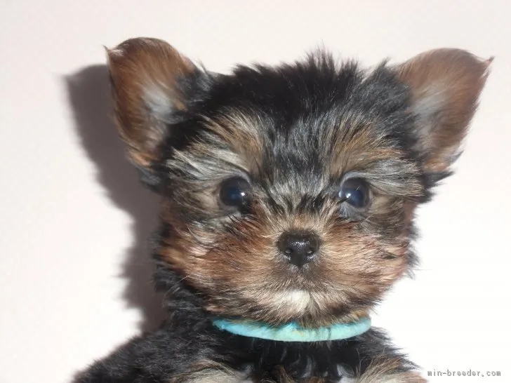 ID:1803-02448の子犬