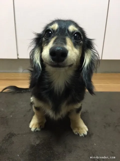 ID:1907-02557の子犬