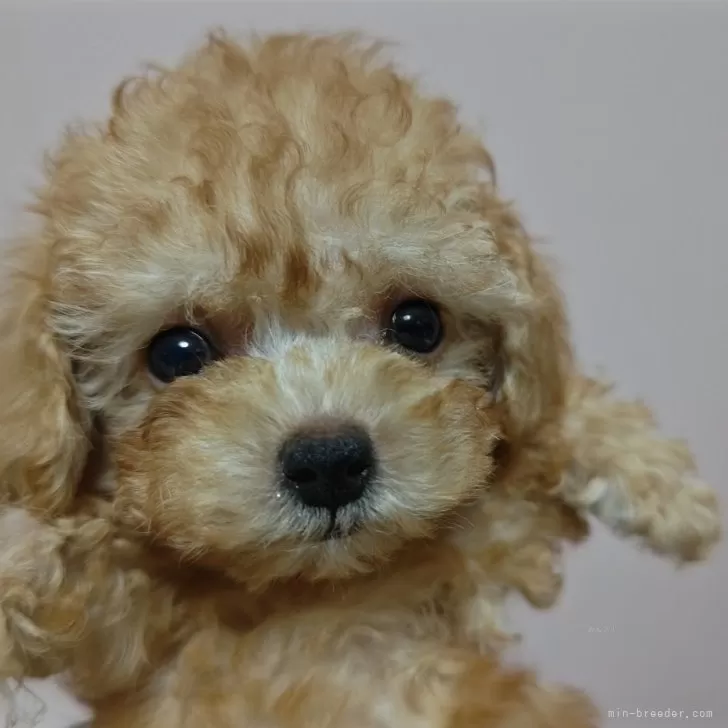 しん君ママ 様のお迎えした子犬