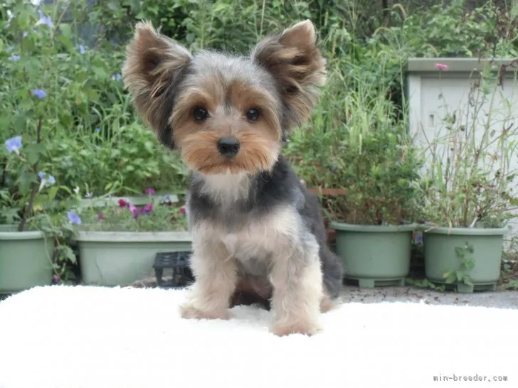 ID:1703-01997の子犬