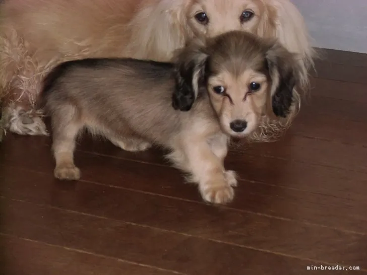 ゆい 様のお迎えした子犬