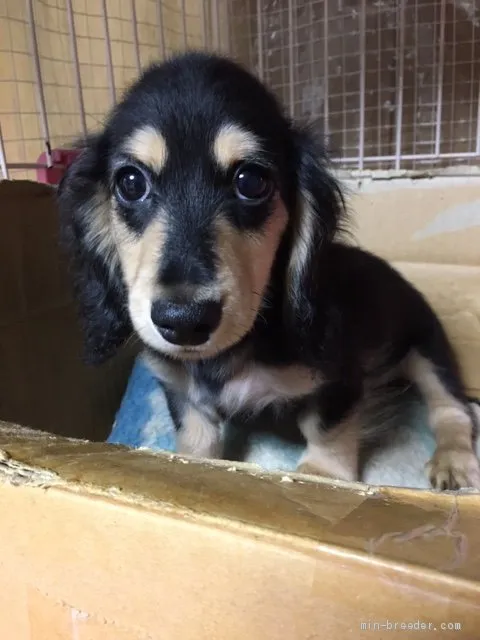 ID:2003-02873の子犬