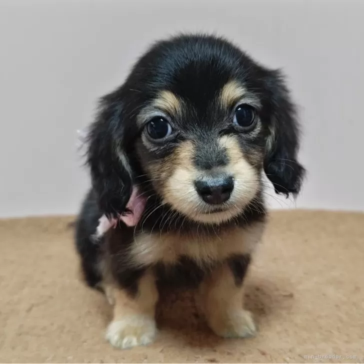 ID：2405-02510の子犬