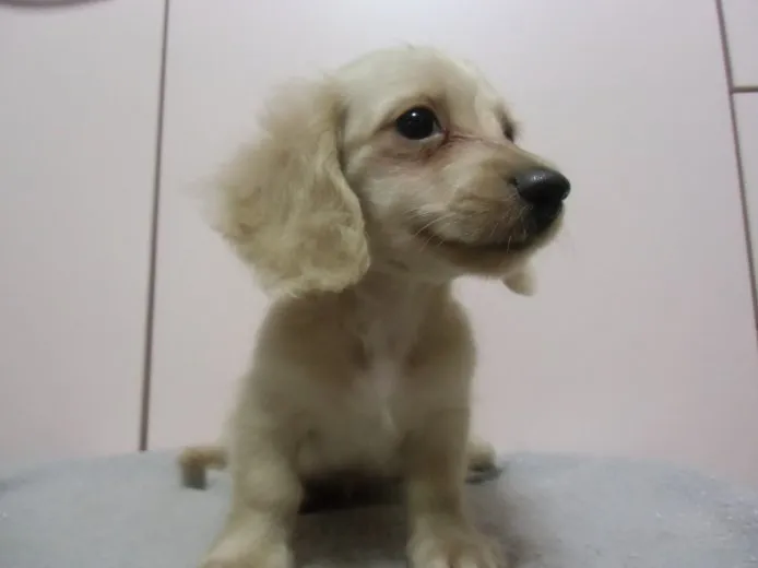 ID:1505-00053の子犬