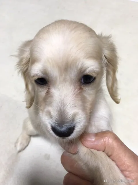 ID:1902-00750の子犬