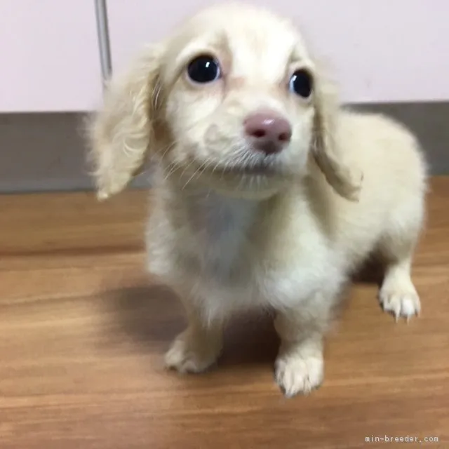 S.H 様のお迎えした子犬