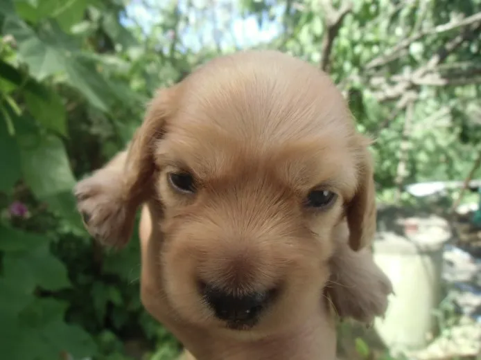 ID:1308-00766の子犬