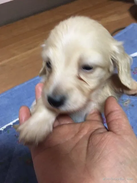 まめちゃん 様のお迎えした子犬