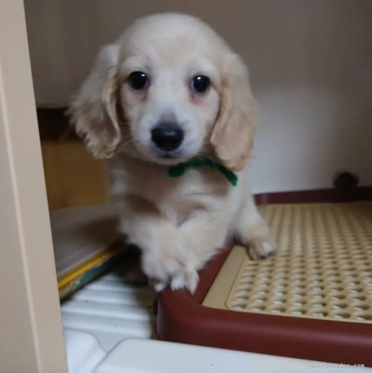 くうたろう 様のお迎えした子犬