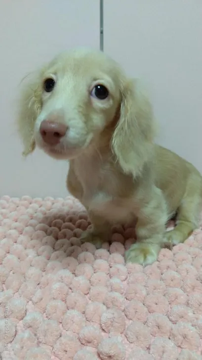 モモ 様のお迎えした子犬