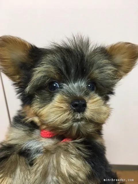 ID:1809-00620の子犬