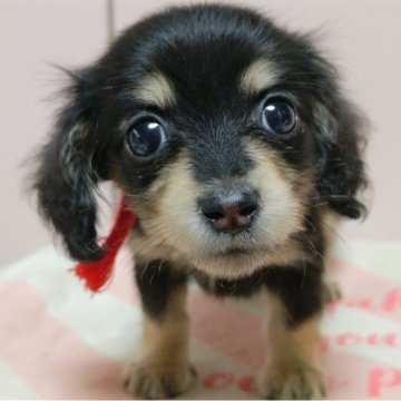 ミニチュアダックスフンド(ロング)【広島県・女の子・2024年3月31日・ブラックイエロー】の写真「お顔のかわいい女の仔です。」