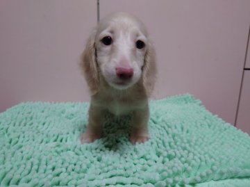 ミニチュアダックスフンド(ロング)【広島県・男の子・2022年2月23日・イエロー】の写真「白っぽいクリームで、PRA発症しません。」