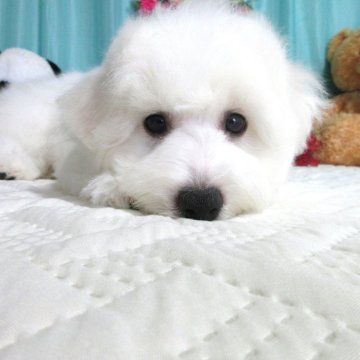 ビションフリーゼ【鹿児島県・男の子・2025年7月21日・ホワイト】の写真「大人しく穏やかです。」