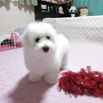 ビションフリーゼ【鹿児島県・女の子・2025年7月21日・ホワイト】の写真「元気いっぱい好奇心旺盛可愛いお顔のブーケちゃん」