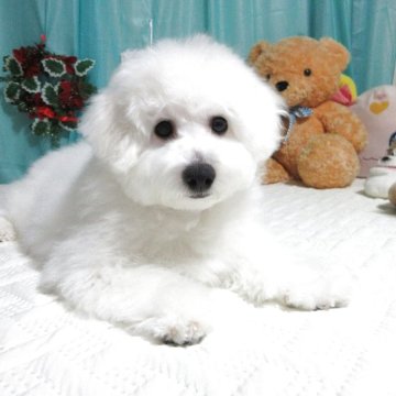 ビションフリーゼ【鹿児島県・女の子・2025年7月21日・ホワイト】の写真「★4ヶ月過ぎましたのでお求め安く設定致しました♪」