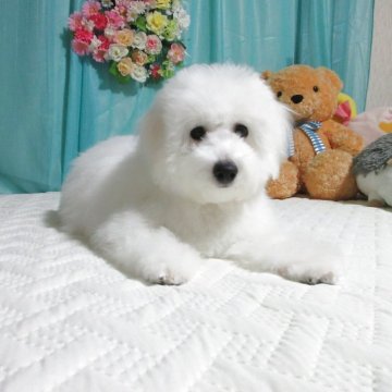 ビションフリーゼ【鹿児島県・女の子・2025年7月21日・ホワイト】の写真「元気いっぱい好奇心旺盛可愛いお顔のブーケちゃん」